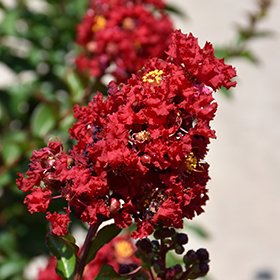 Plant Photo 3