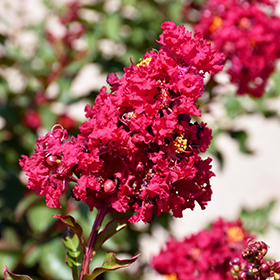 Plant Photo 1