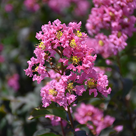 Plant Photo 10