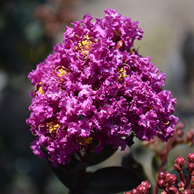 Plant Photo 2