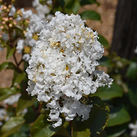 Plant Photo 9