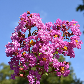 Plant Photo 10