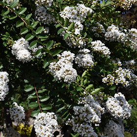Plant Photo 7