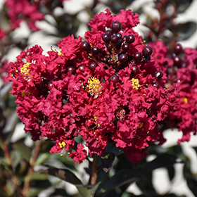 Plant Photo 3