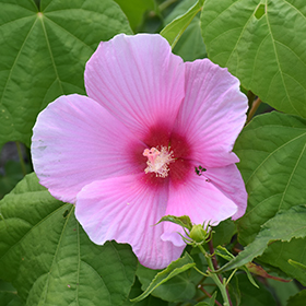 Plant Photo 6