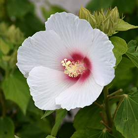 Plant Photo 8