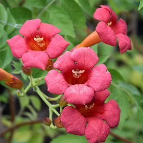 Plant Photo 10