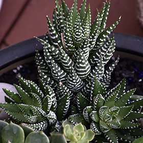 Plant Photo 3