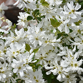 Plant Photo 3