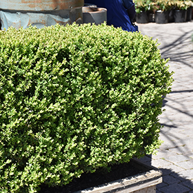 Plant Photo 2