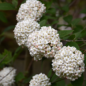 Plant Photo 6