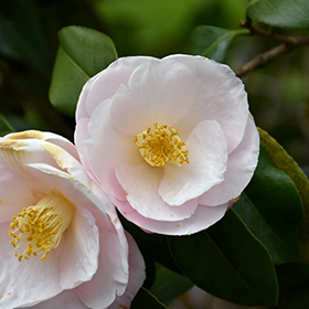 Plant Photo 5