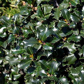 Plant Photo 8
