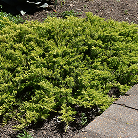 Plant Photo 7