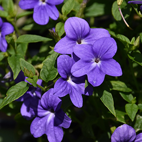 Plant Photo 6