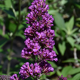 Plant Photo 4