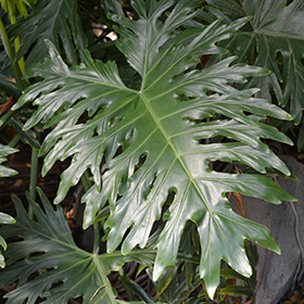 Plant Photo 9