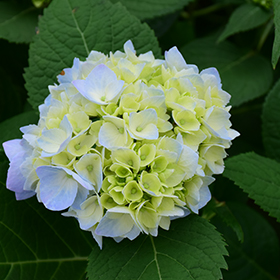 Plant Photo 9