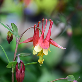 Plant Photo 6