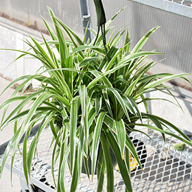 Plant Photo 3