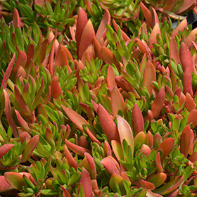Plant Photo 7
