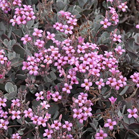 Plant Photo 2
