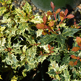 Plant Photo 3