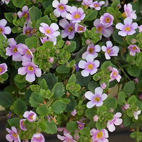 Plant Photo 10