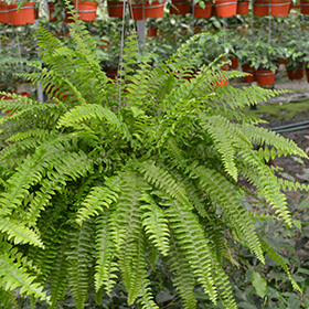 Plant Photo 7