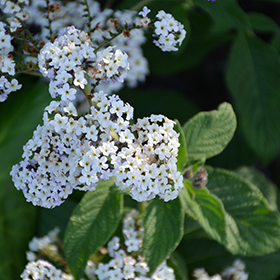 Plant Photo 10