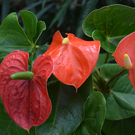 Plant Photo 1