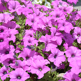 Plant Photo 6