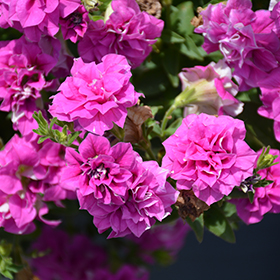 Plant Photo 4