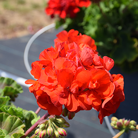 Plant Photo 10