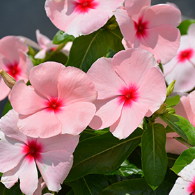 Plant Photo 8
