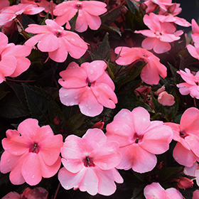 Plant Photo 4