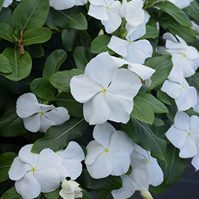 Plant Photo 7