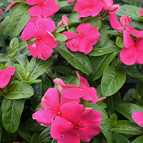 Plant Photo 6