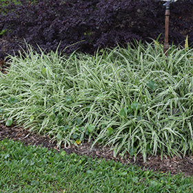 Plant Photo 5