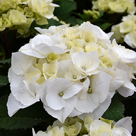 Plant Photo 8