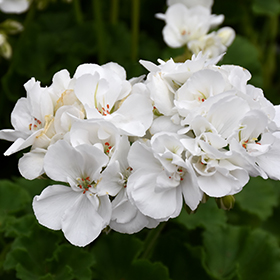 Plant Photo 10