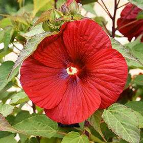 Plant Photo 7
