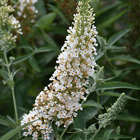 Plant Photo 7