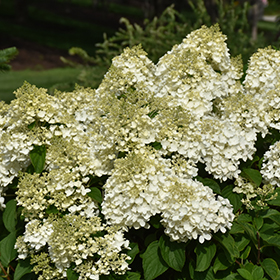 Plant Photo 10