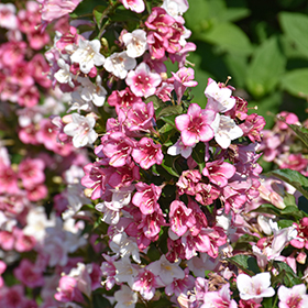 Plant Photo 9