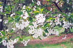 Amayadori Yoshino Cherry (Prunus x yedoensis 'Amayadori') at Garden Treasures