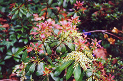 Japanese Pieris (Pieris japonica) at Garden Treasures