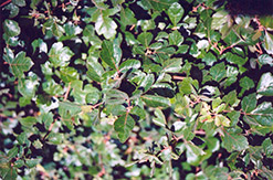 Fragrant Sumac (Rhus aromatica) at Garden Treasures
