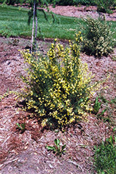 Scotch Broom (Cytisus scoparius) at Garden Treasures