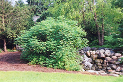 Staghorn Sumac (Rhus typhina) at Garden Treasures